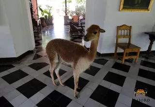 Ministerio de Agricultura acepto que hubo “traslado negligente” de vicuña Canela