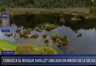 Oxapampa: conoce el Bosque Sho'llet ubicado en medio de la selva