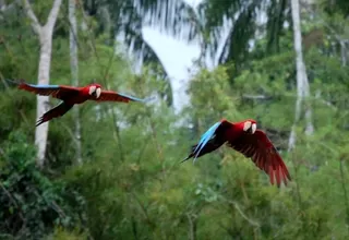 'El Manu' es el lugar con mayor biodiversidad del mundo