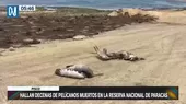 Pisco: Hallan decenas de pelícanos muertos en la reserva nacional de Paracas - Noticias de muerto
