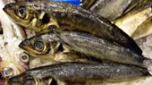 Pisco: pescadores protestan contra veda de anchoveta - Noticias de mineria-artesanal