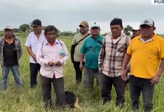 Piura: Agricultores reportan pérdidas en hectáreas por sequía