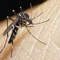 Piura: Aumentan muertes por dengue 