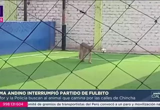 Pobladores alertan presencia de puma andino en campo deportivo