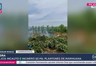 Policía decomisa 65 mil plantones de marihuana en Pisco