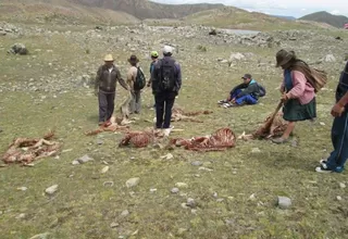 Ayacucho: Policía investiga la matanza de aproximadamente 100 vicuñas