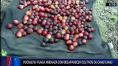 Pucallpa: plaga amenaza con desaparecer cultivos de camu camu - Noticias de plaga