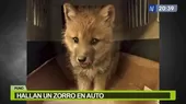 Puno: Hallan a cría de zorro andino en un automóvil  - Noticias de Puno