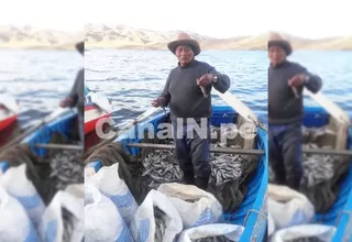 Puno: pobladores desconcertados por muerte de miles de peces en lago Lagunilla