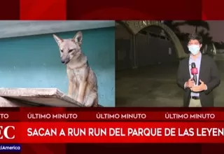 Retiran a zorrito Run Run del Parque de Las Leyendas 