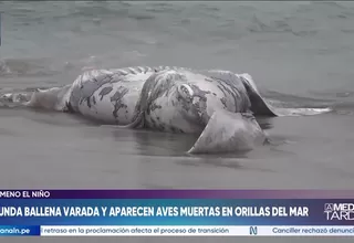Segunda ballena varada y aparecen aves muertas a orillas del mar