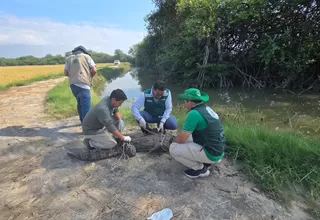Serfor liberó a un cocodrilo de Tumbes en su hábitat natural