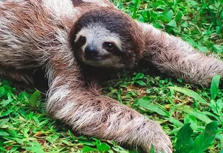 Tarapoto: cuatro osos perezosos fueron rescatados cuando iban a ser vendidos