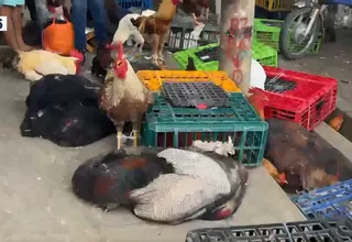 Tarapoto: Se duplica precio de las gallinas por fiesta de San Juan