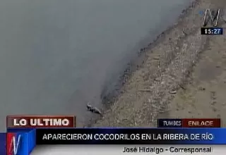 Tumbes: cocodrilos en peligro de extinción fueron vistos en ribera de río