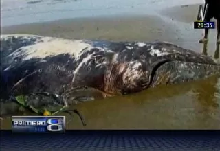 Tumbes: hallan muerta en una playa a ballena jorobada de más de 8 metros