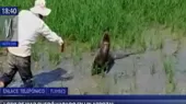 Tumbes: lobo marino quedó varado en un arrozal - Noticias de elefante-marino