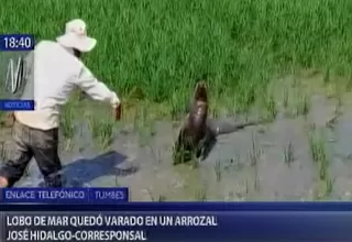 Tumbes: lobo marino quedó varado en un arrozal