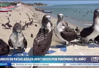 Tumbes: Piqueros de patas azules afectados por Fenómeno El Niño