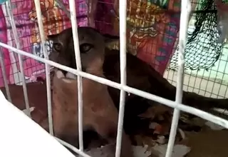 Tumbes: puma fue rescatado por la Policía