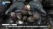 Tumbes: Se logró el repoblamiento de conchas negras y cangrejos - Noticias de tumbes