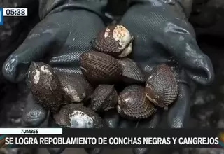 Tumbes: Se logró el repoblamiento de conchas negras y cangrejos