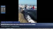 Tumbes: turistas y pescadores buscan salvar a una ballena jorobada - Noticias de pescadores