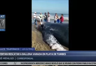 Tumbes: turistas y pescadores buscan salvar a una ballena jorobada