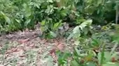 [VIDEO] Destruyen plantaciones del mejor cacao de Latinoamérica en el VRAEM - Noticias de destruyen