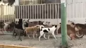 [VIDEO] Proliferación de perros vagabundos sin control en distritos de Arequipa - Noticias de perros