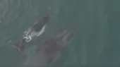 [VIDEO] Tumbes: Espectacular avistamiento de ballena jorobada - Noticias de tumbes