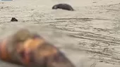 [VIDEO] Tumbes: Lobos marinos muertos en playa - Noticias de muerta