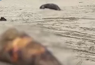 [VIDEO] Tumbes: Lobos marinos muertos en playa