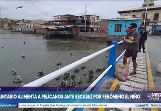 Voluntario alimenta a pelícanos ante escasez por Fenómeno El Niño